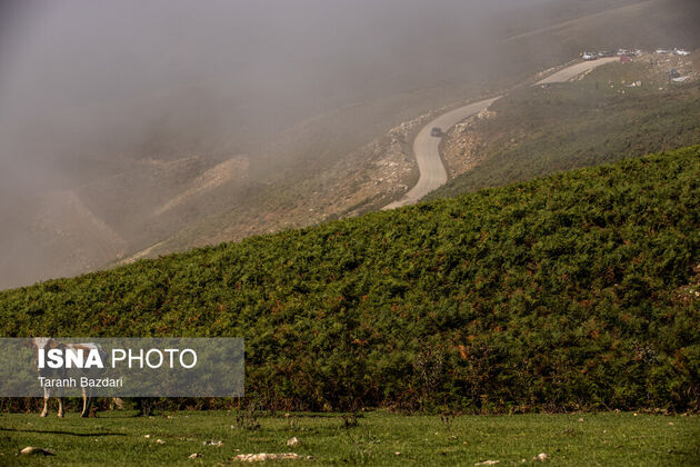 62398790_taraneh-bazdari-14