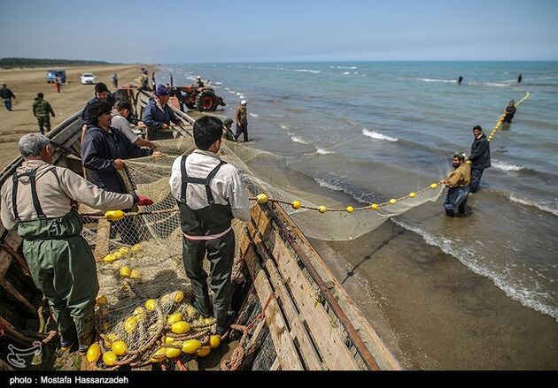 پایان فصل صید ماهی در میانکاله