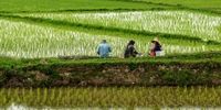 ورود مجلس به افزایش قیمت برنج 

