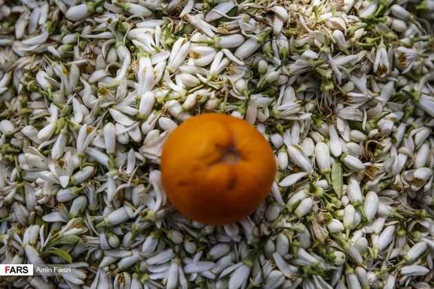 بوی بهار نارنج در اردیبهشت شیراز