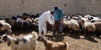  تلفات بیماری تب کریمه کنگو به 7 نفر رسید
