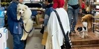 رونمایی از کافی‌شاپ مخصوص سگ و گربه در نیاوران!+تصاویر