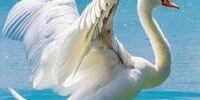 خطرناک ترین پرنده جهان که می تواند آدم بکشد

