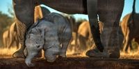مجموعه تصاویر دیدنی از فیل‌ها