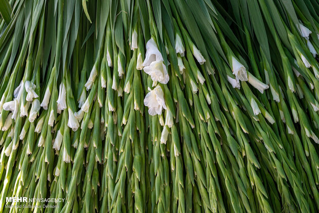 3842019_MSD_4055