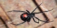 خطرناک‌ترین عنکبوت دنیا در ایران+ عکس
