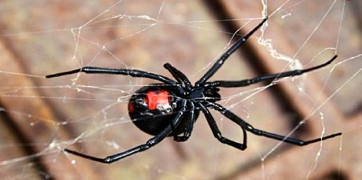 خطرناک‌ترین عنکبوت دنیا در ایران+ عکس
