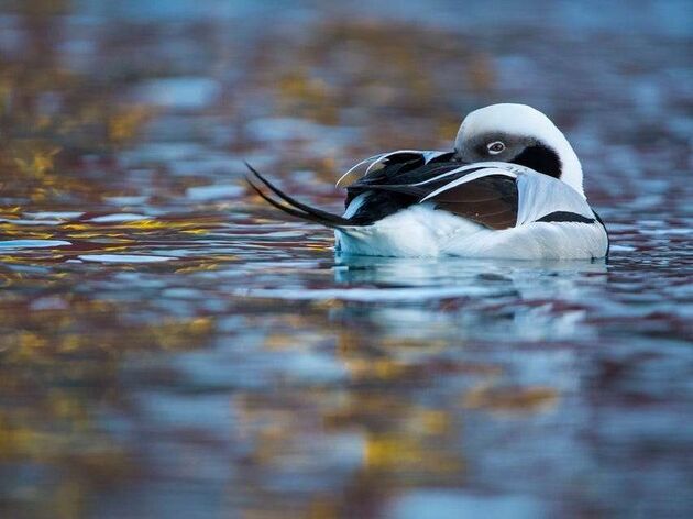 WildLife 2