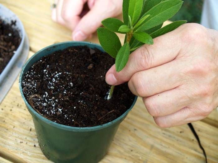 معجزه دارچین برای رشد گیاهان 

