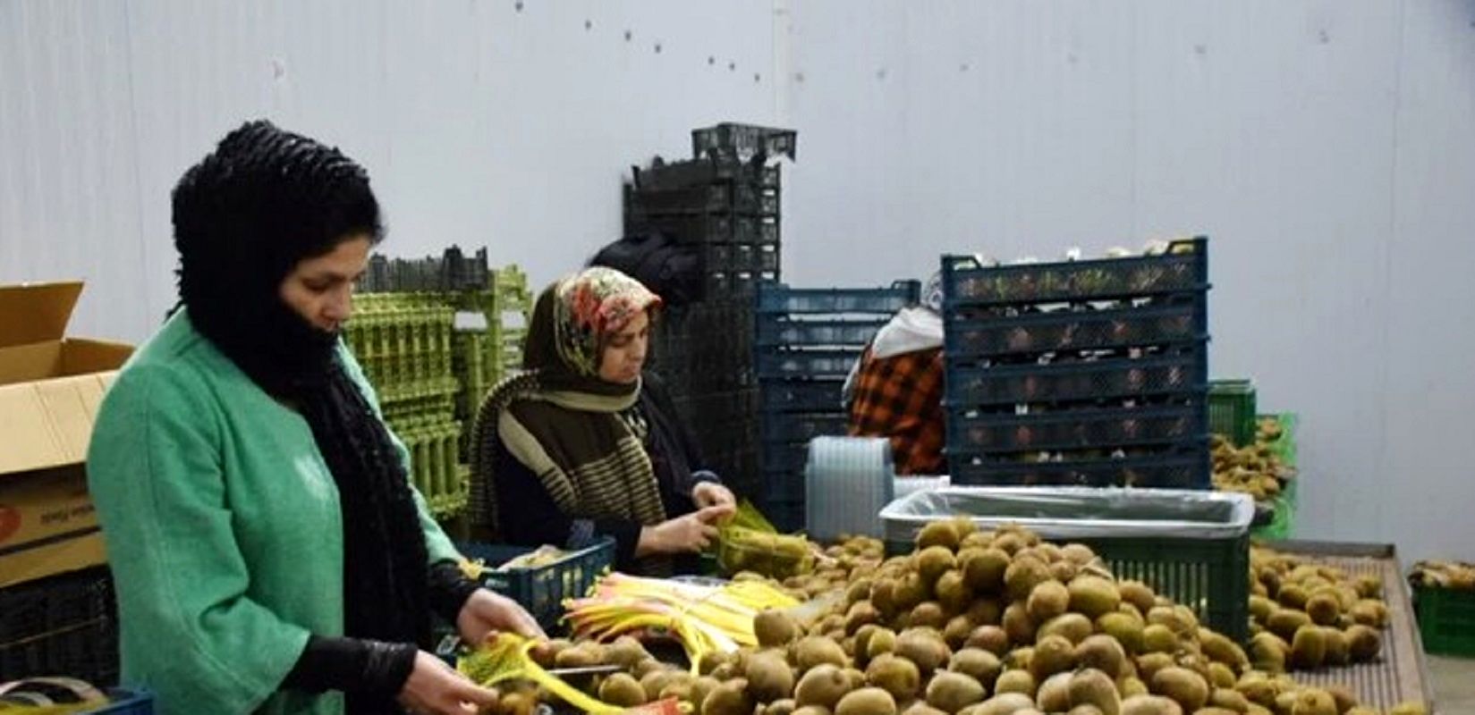 زمان مجاز صادرات کیوی مشخص شد