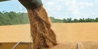 روسیه عوارض صادراتی جو را صفر کرد؛ گندم و ذرت را کاهش داد