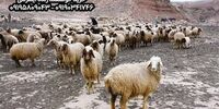 قیمت خرید دام زنده شهرداری برای عید قربان از مرکز عرضه تهران