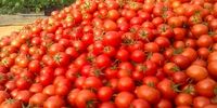 خواص شگفت انگیز گوجه فرنگی در درمان مشکلات پوستی