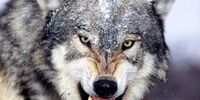ماجرای مشاهده گرگ در دانشگاه علوم و تحقیقات چه بود؟