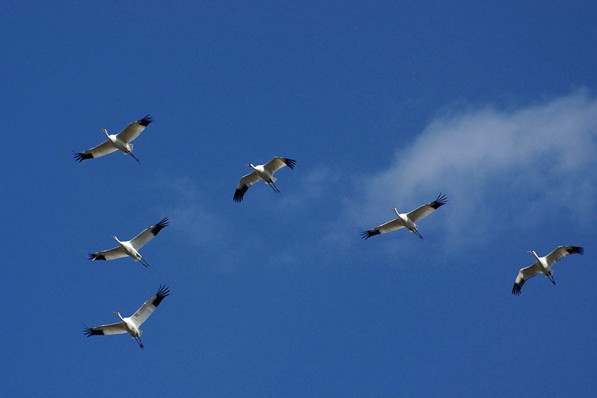 هشدار دانشمندان نسبت به کاهش جمعیت پرندگان