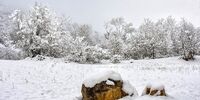فردا یکشنبه تهران تعطیل می شود؟