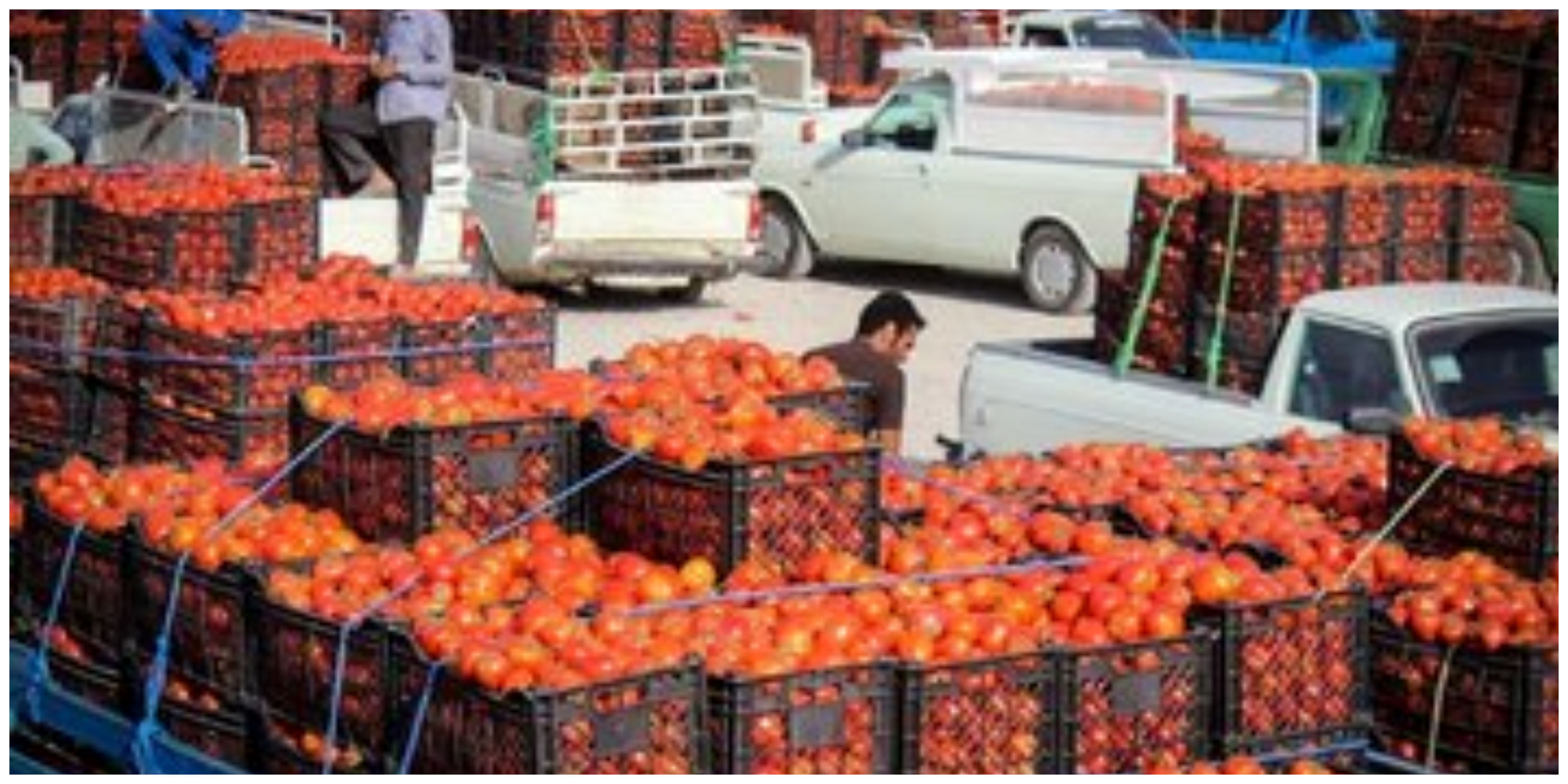 عوارض صادراتی گوجه فرنگی کاهش یافت
