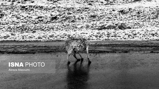 62187528_Alireza-1-of-1-