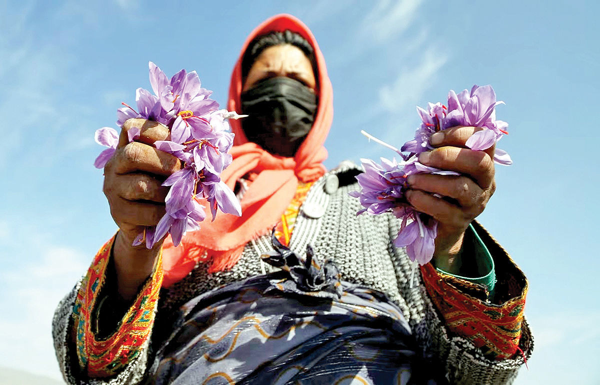 شناسایی دو عامل اصلی کاهش 50 درصدی تولید زعفران ایران!