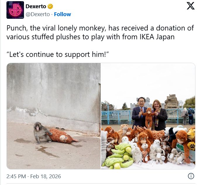 چرا تمام دنیا درباره این بچه میمون صحبت می‌کنند؟/ حالا او دارد جای خود را بین میمون‌ها پیدا می‌کند!