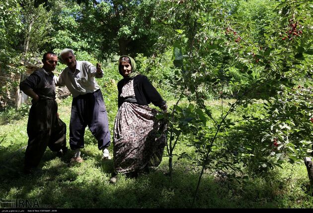 جشنواره توت فرنگی روستای شیان