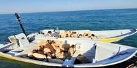 توقیف 3 فروند قایق حامل دام قاچاق در آب‌های قشم+ جزئیات