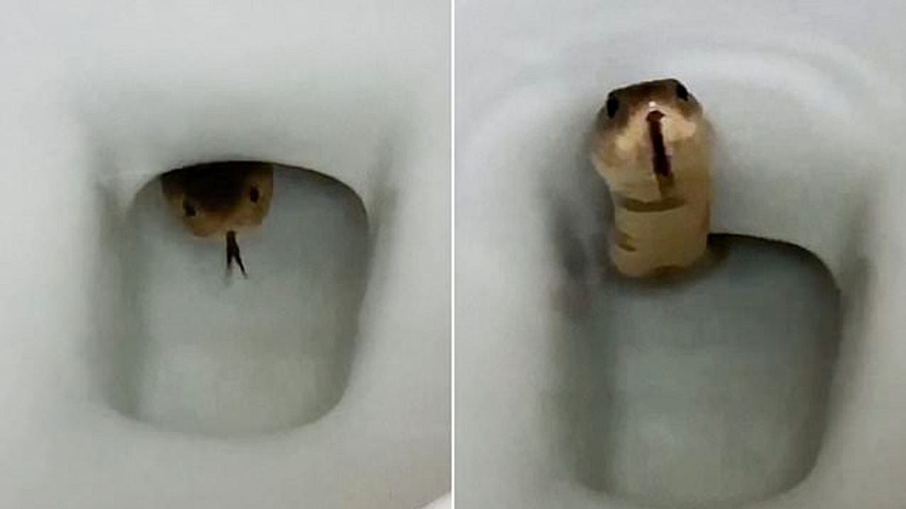مار کبرا در توالت فرنگی صاحبخانه را شوکه کرد+ عکس