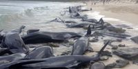 علت مرگ 65 نهنگ خلبان مشخص شد/ حیواناتی که برای نجات دوست به گل نشستند+ عکس و فیلم