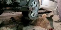 یک خرس دیگر کشته شد / برخورد با خودرو سواری در لردگان + فیلم