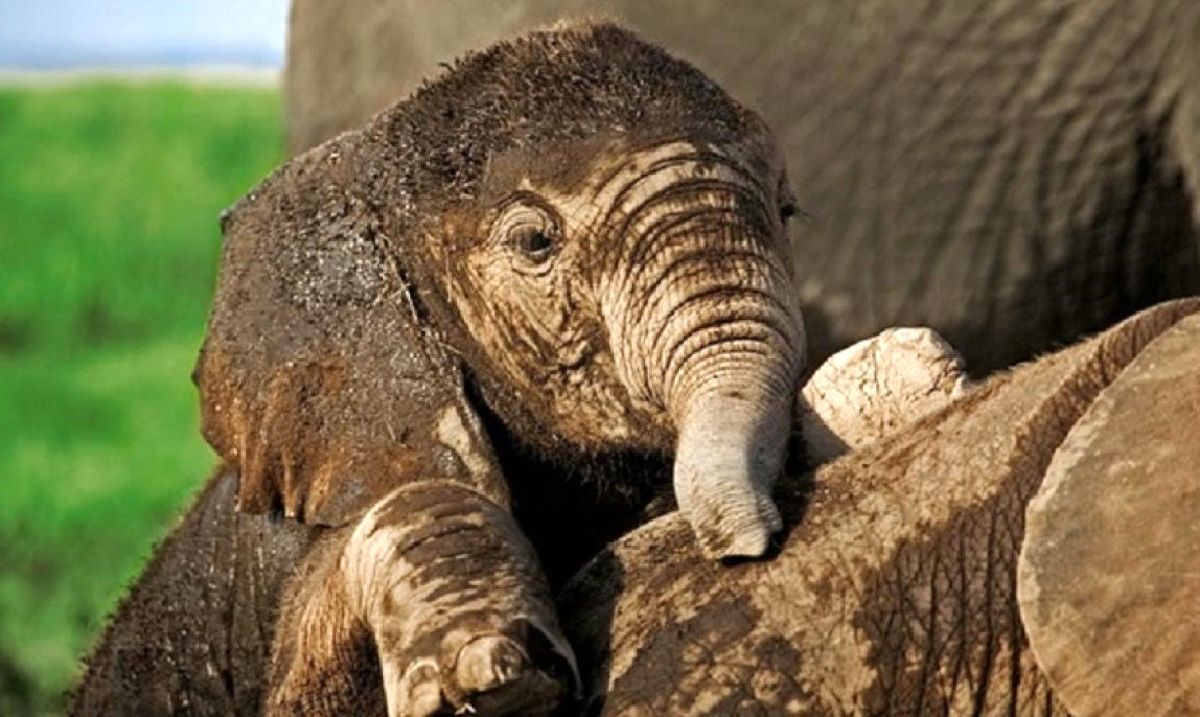 فیلمی زیبا از زایمان نادر یک فیل آفریقایی