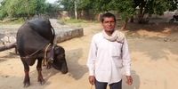 شکایت کشاورز هندی از گاوهایش پیش پلیس+فیلم
