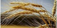 خبر خوش برای گندمکاران/چه میزان از مطالبات پرداخته شد؟