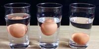 با این ترفند ساده سن تخم مرغ را تشخیص بدهید 