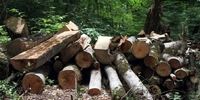 فاجعه در بهشهر/ چه کسی مسئول قطع درختان توسکای 70 ساله است؟