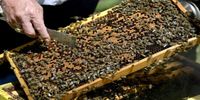 قرنطینه موجب افزایش بی‌سابقه تولید عسل شد