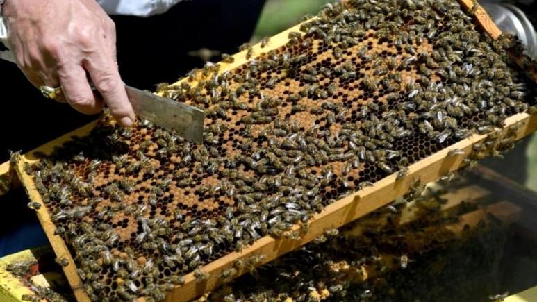 قرنطینه موجب افزایش بی‌سابقه تولید عسل شد