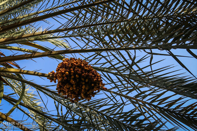 برداشت خرما