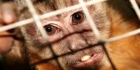 وضعیت اضطراری جهانی برای شیوع آبله میمون