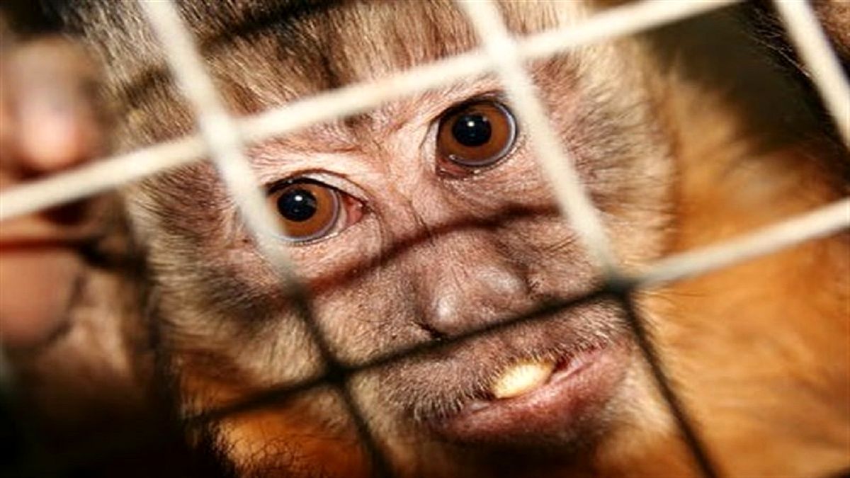 وضعیت اضطراری جهانی برای شیوع آبله میمون