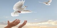 رهایی متهم به قصاص نفس پس از  ۱۳ سال از زندان