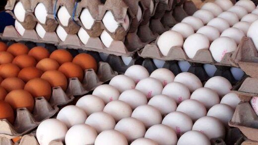 قیمت هر عدد تخم مرغ‌ چقدر شد؟