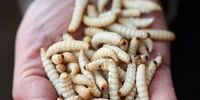 این کِرم ها جایگزین آنتی بیوتیک می شوند+ عکس