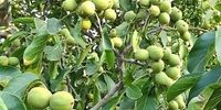 کاشت نهال؛ راهی آسان به سوی درآمدهای میلیاردی با غرب نهال