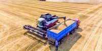 روسیه صادرات جو را سخت کرد؛ ذرت و گندم را آسان