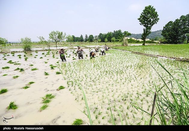 نشا برنج در گلستان