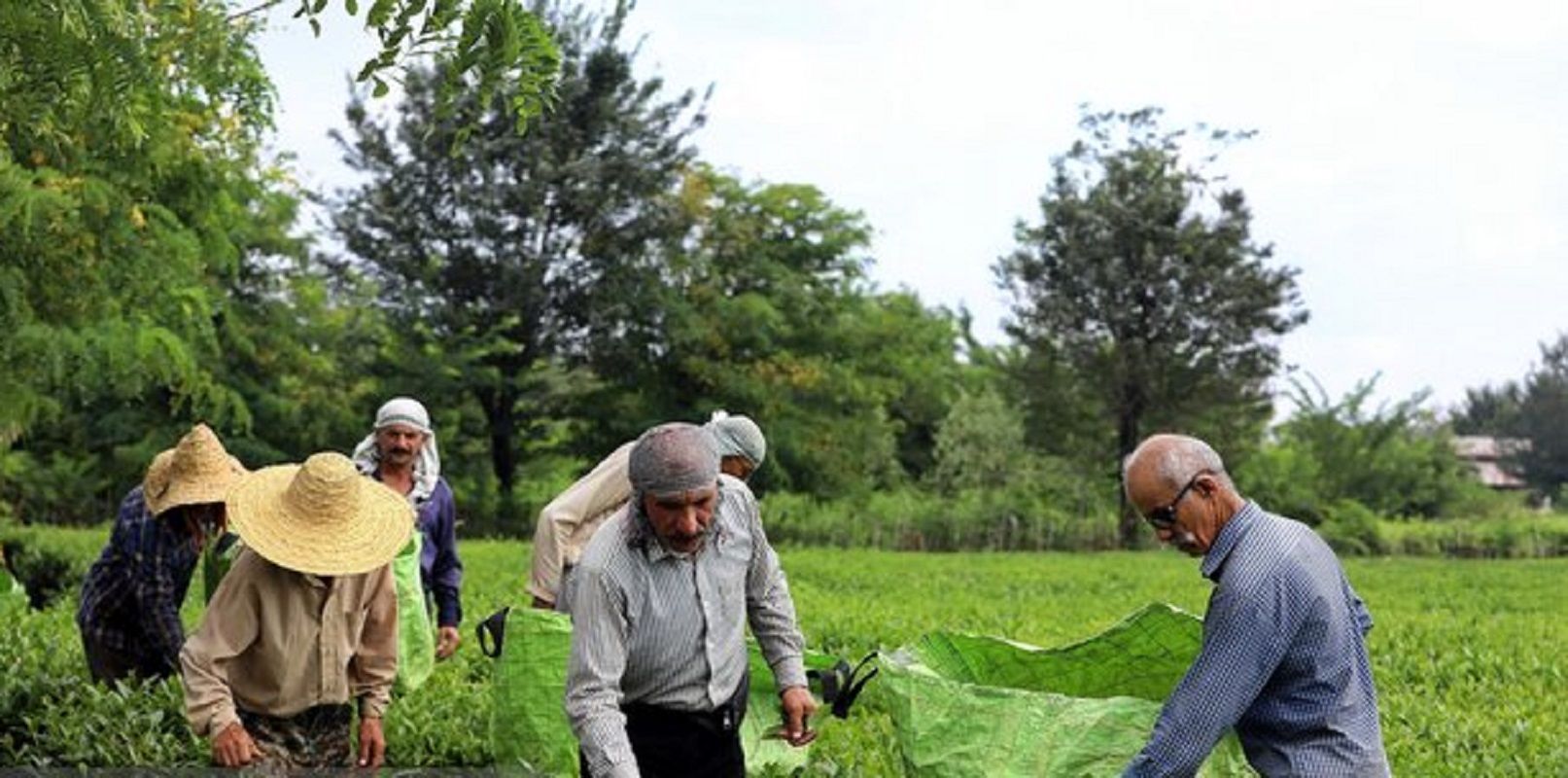 پرداخت 82 درصدی سهم دولت از مطالبات چایکاران شمال کشور