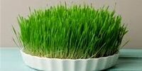 رسم کاشت سبزه در ایام نوروز؛ درست یا غلط؟