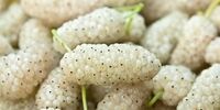  این افراد توت نخورند