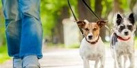 خبرهای جدید درباره طرح صیانت از حقوق عامه در برابر حیوانات خطرناک/ متقاضیان نگهداری سگ، باید مجوز بگیرند
