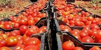 بازگشت محموله های گوجه فرنگی از عراق به دلیل خرابی
